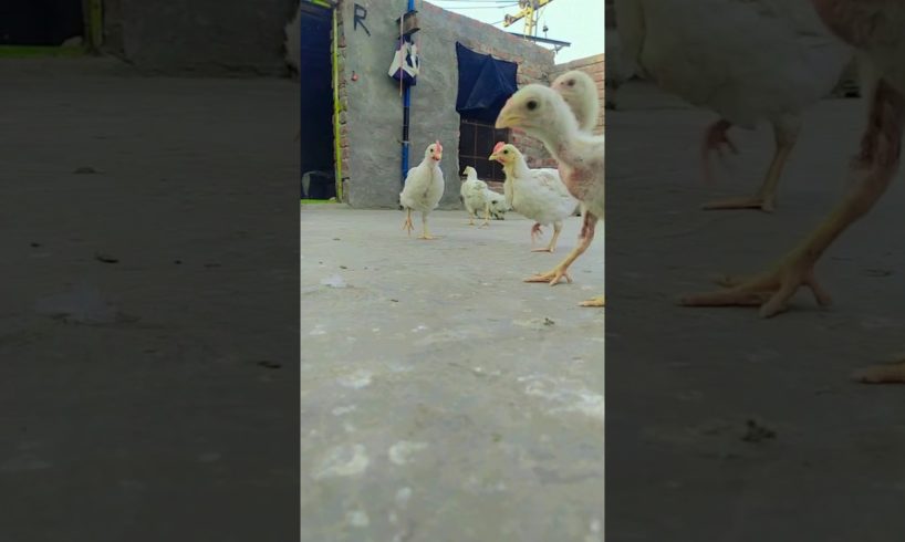The cutest puppy /chicks group respect moment #shorts #puppy