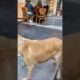 The dog is so funny 🤣🤣#viral #dog #animals #shorts