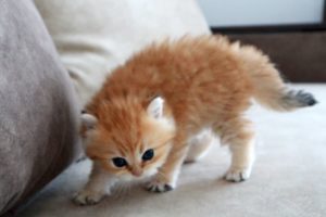 The most dangerous kitten in the world