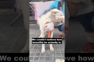 The vets tried their best to get this poor dog out of his trauma