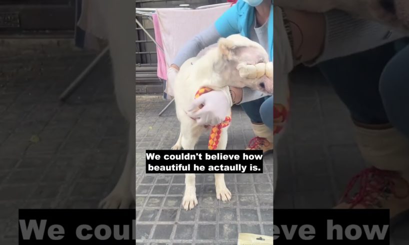 The vets tried their best to get this poor dog out of his trauma