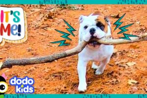 This Dog Won’t Give Up The Most Perfect Stick In The World | Dodo Kids | It’s Me!