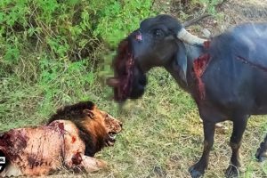 This Is 30 Moments Why Buffalo Injured By Animal Fights | Wild Animals