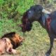 This Is 30 Moments Why Buffalo Injured By Animal Fights | Wild Animals