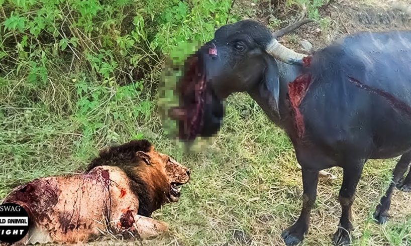 This Is 30 Moments Why Buffalo Injured By Animal Fights | Wild Animals