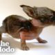 This Is The Tiniest Baby Bunny In The World | The Dodo