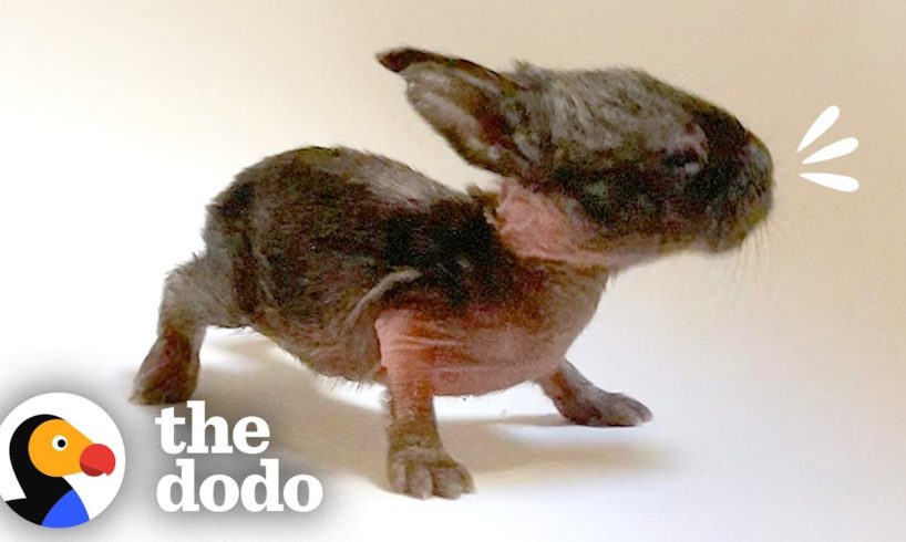 This Is The Tiniest Baby Bunny In The World | The Dodo