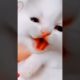 This Kitten is Meowing Loudly - and It's Cute#shorts #viral #shortvideo #kittens