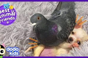 This Pigeon Loves To Sit On A Puppy! | Best Animal Friends | Dodo Kids