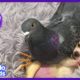 This Pigeon Loves To Sit On A Puppy! | Best Animal Friends | Dodo Kids