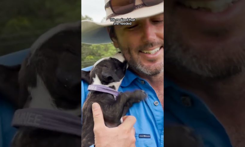 This Puppy Keeps Getting Herself Stuck | The Dodo  #thedodoanimals #dodoanimals