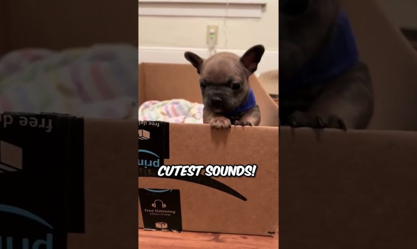 This abandoned puppy found a new home and brother 😌