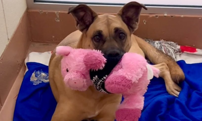 This dog has been in shelter for 3 years. No one wants her.