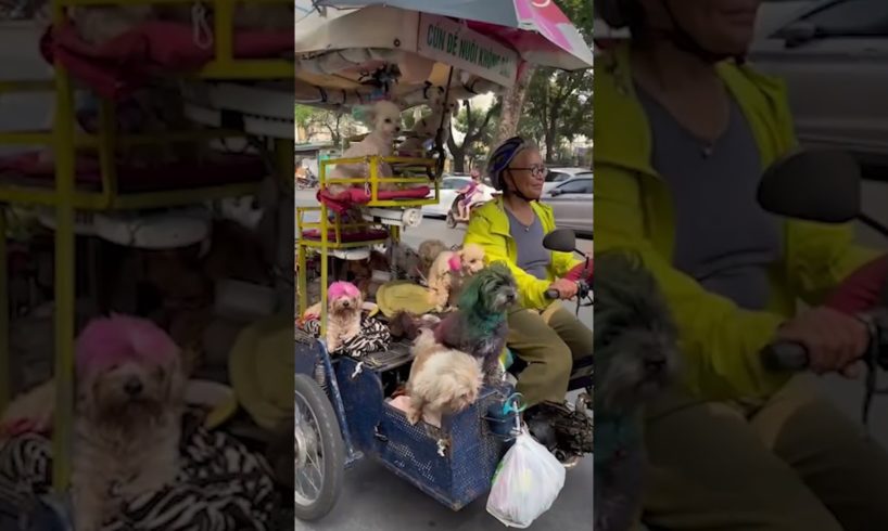 This lady has 12 Dogs on 1 Cart! 😂 (🎥: Viralhog) #furrytails