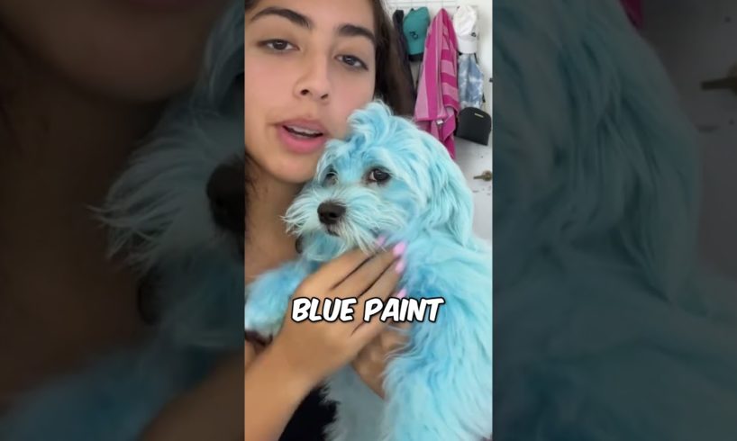 This turned her dogs blue by accident 🫢