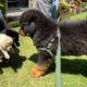 Tibetan mastiff puppy is excited to play with cute puppies | Best dog kennel in Haldwani