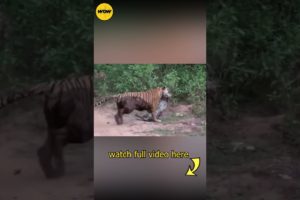 Tiger Attacks & Kill Leopard in India.. 😱😱😱 Unbelievable power of Tiger