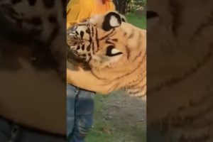 Tiger Attack😙#trending #viral #shortsfeed #ytshorts #animal