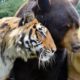 Tiger, Bear and Lion Live Together As Friends - Best of "The BLT" Trio
