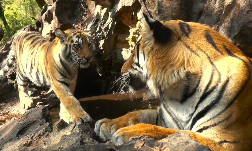 Tiger Cub Meets Her Father for the First Time | 4K UHD | Dynasties | BBC Earth