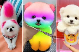 Tik Tok Chó Phốc Sóc Mini 😍 Funny and Cute Pomeranian #370