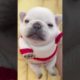 Tiny Cute Puppies Barking ❤️ Cute Puppies Barking Compilation #shorts #tinydog #barking