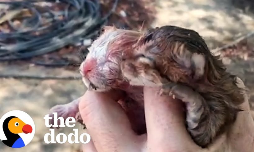 Tiny Kittens Found In Road Climb Up Their Foster Mom's Legs | The Dodo