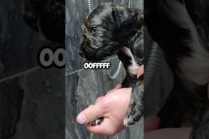 Tiny Puppy Gets a Bath ❤️❤️❤️