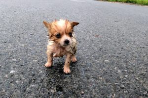 Tiny Puppy Lost Its Mother In The Rain, Cold, Shrinking for Protect Herself, No one Helps Him