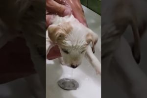 Tiny Rescued Puppy's First Bath ❤️