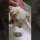 Tiny Rescued Puppy's First Bath ❤️
