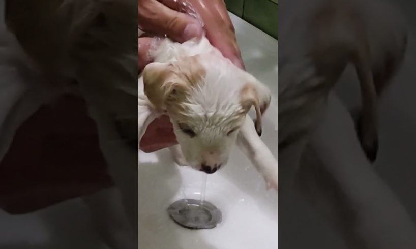 Tiny Rescued Puppy's First Bath ❤️