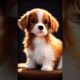 Top 10 Cutest Dog In The World #dog #dogs #trending #doglover #cute