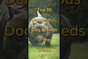 Top 10 most dangerous dog in the world shorts | #shorts #dog #top10 #dangerous