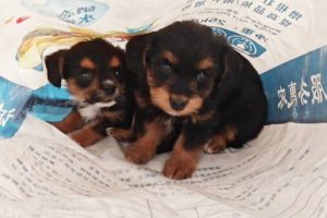 Two Puppies Were Abandoned By Their Owners In The Garbage Dump, Homeless. Cute And Innocent.