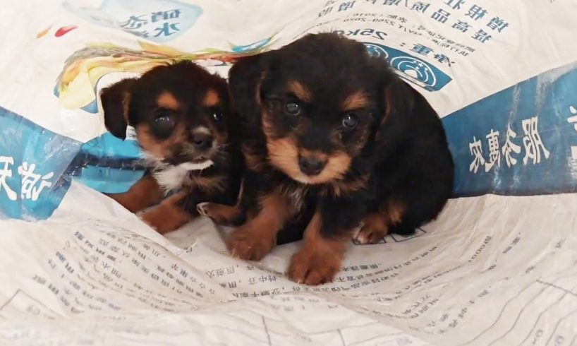 Two Puppies Were Abandoned By Their Owners In The Garbage Dump, Homeless. Cute And Innocent.