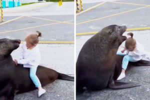 Unbelievable Encounters: Sea Lion Launches Itself on a Paddleboarder!"