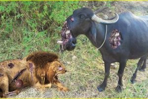 Unbelievable ! These Tragics Moments Buffalo Injured By Animal Fight