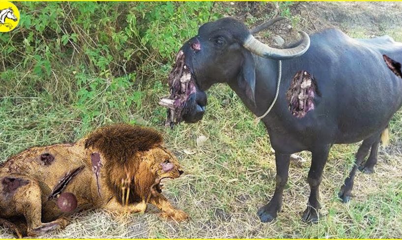 Unbelievable ! These Tragics Moments Buffalo Injured By Animal Fight