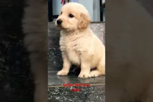 Unleash Your Love for Golden Retrievers with the Cutest Puppy Ever