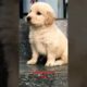 Unleash Your Love for Golden Retrievers with the Cutest Puppy Ever