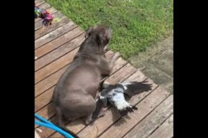 Unlikely Animal best friends English Staffy Peggy and Young Magpie Molly lazing in the sun