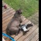 Unlikely Animal best friends English Staffy Peggy and Young Magpie Molly lazing in the sun
