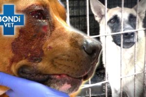 Vets Fight for Animal Abuse Survivors 💔 | Bondi Vet Compilation | Bondi Vet