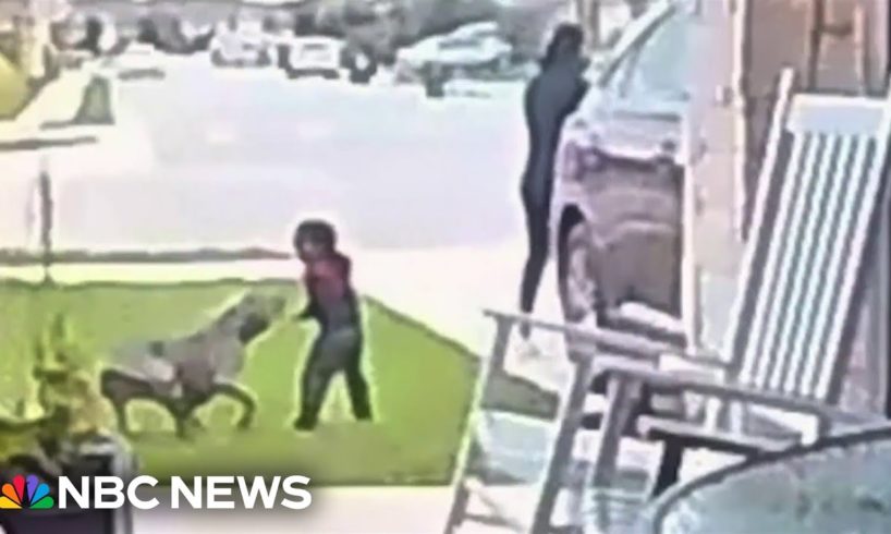 Video captures mother saving toddler attacked by dog