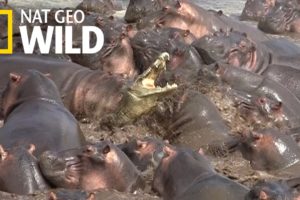 Watch What Happens When a Crocodile Walks Into a Herd of Hippos | Nat Geo Wild