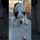 Watch this scared, stray dog fall in love in less than 3 minutes