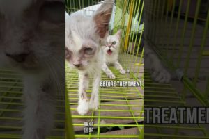 We treated a kitty in 5 weeks #petrescue #petrescuesaga #catrescue #shorts