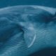 Whales and Orcas Feed Together | BBC Earth