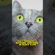 Why are cats addicted to catnip? #CatnipAddiction #cats #catslovers #podcast #animals #info #catlife